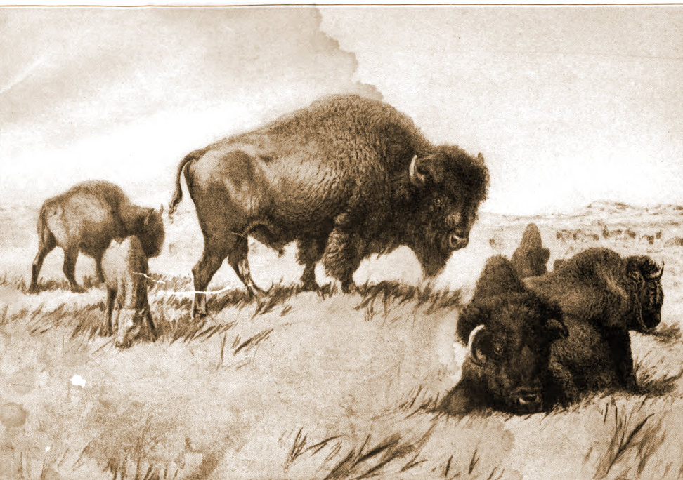 Illustration of Buffalo Herd in Prairie