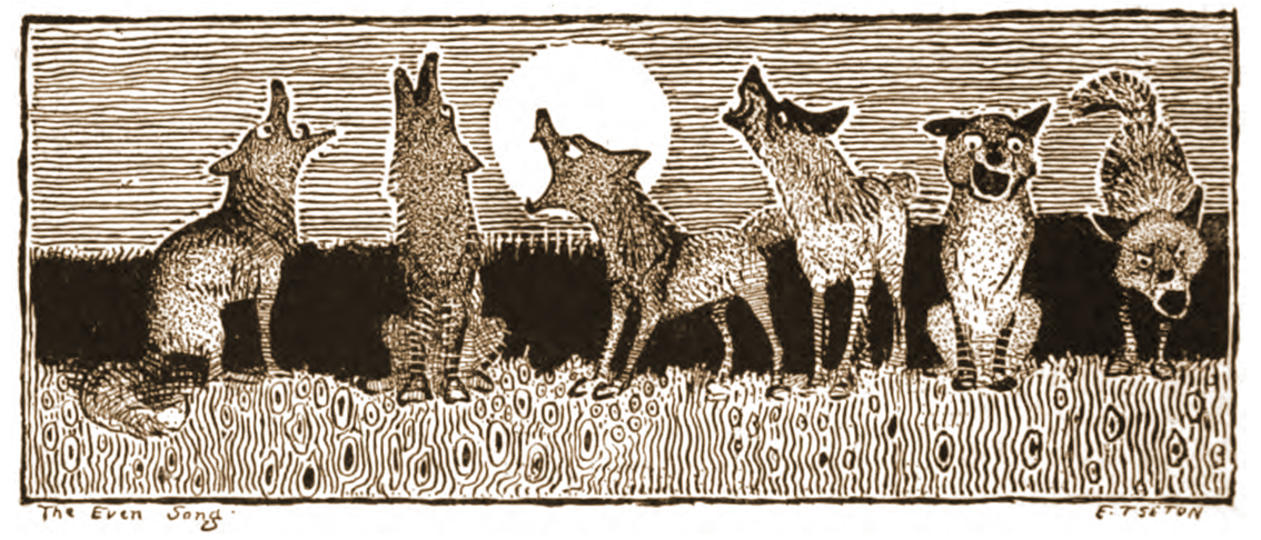 The Even Song Coyotes Howling Illustration