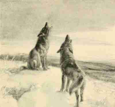 Illustration Howling Coyotes