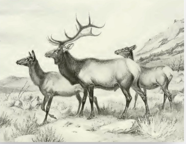 Postcard 4.5 x 5.75: The Wapiti Group (10 cards for $12)